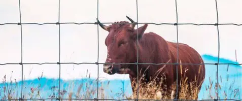 Vallas,Mallas,Valladofincasparcelas,valladocinegético,cercados.,cerramiento metálico Vallas,Mallas,Valladofincasparcelas,valladocinegético,cercados.,cerramiento metálico